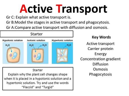 Concentration gradient