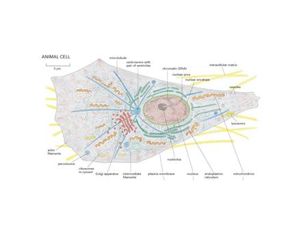 Question: How do we know where a particular protein is located in the cell?