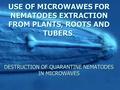 USE OF MICROWAWES FOR NEMATODES EXTRACTION FROM PLANTS, ROOTS AND TUBERS. DESTRUCTION OF QUARANTINE NEMATODES IN MICROWAVES.