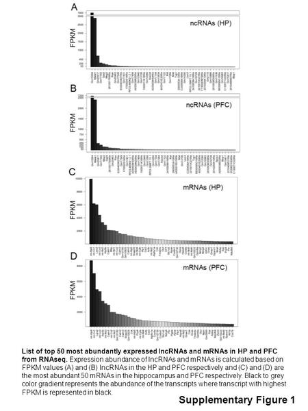 Supplementary Figure 1 List of top 50 most abundantly expressed lncRNAs and mRNAs in HP and PFC from RNAseq. Expression abundance of lncRNAs and mRNAs.