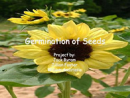 Germination of Seeds Project by: Jack Byram Jillian Foster William Anastasio.