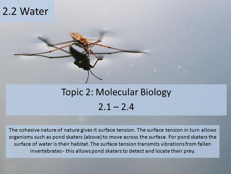 Topic 2: Molecular Biology