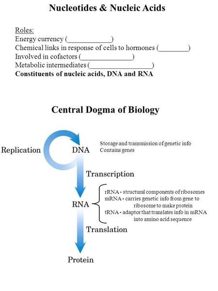 Nucleotides & Nucleic Acids Roles: Energy currency (____________) Chemical links in response of cells to hormones (________) Involved in cofactors (______________)