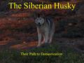 The Siberian Husky Their Path to Domestication. Where did they come from? Originally, from you guessed it, Siberia Used for thousands of years by the.