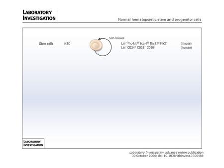 Laboratory Investigation advance online publication 30 October 2006; doi:10.1038/labinvest.3700488 Normal hematopoietic stem and progenitor cells.