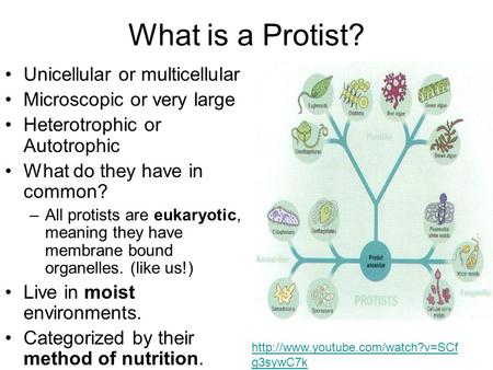 What is a Protist? Unicellular or multicellular