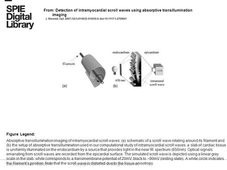 Date of download: 6/28/2016 Copyright © 2016 SPIE. All rights reserved. Absorptive transillumination imaging of intramyocardial scroll waves: (a) schematic.