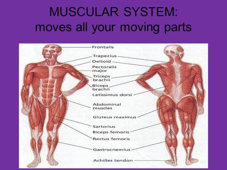 MUSCULAR SYSTEM: moves all your moving parts. WHAT DOES THE MUSCULAR SYSTEM DO? THE MUSCULAR SYSTEM ACCOUNTS FOR ALL OF THE WAYS THAT THE PARTS OF THE.