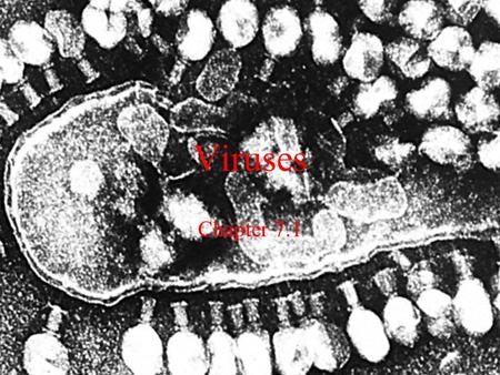 Viruses Chapter 7.1. POINT > Describe what a virus is POINT > Describe virus structure POINT > Define bacteriophage POINT > Explain how viruses reproduce.