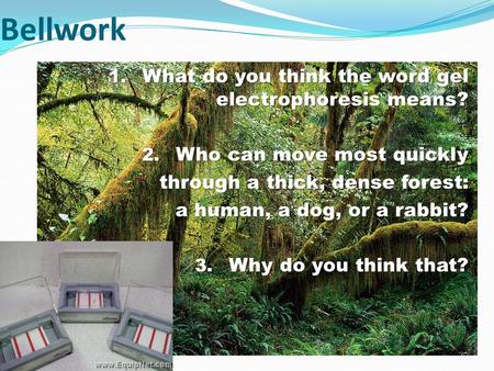 Bellwork 1. What do you think the word gel electrophoresis means? 2. Who can move most quickly through a thick, dense forest: a human, a dog, or a rabbit?