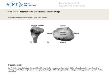 Date of download: 6/28/2016 Copyright © ASME. All rights reserved. From: Tensile Properties of the Mandibular Condylar Cartilage J Biomech Eng. 2008;130(1):011009-011009-7.