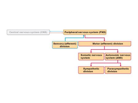 Central nervous system (CNS)Peripheral nervous system (PNS) Motor (efferent) divisionSensory (afferent) division Somatic nervous system Autonomic nervous.