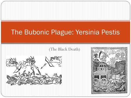 (The Black Death) The Bubonic Plague: Yersinia Pestis.