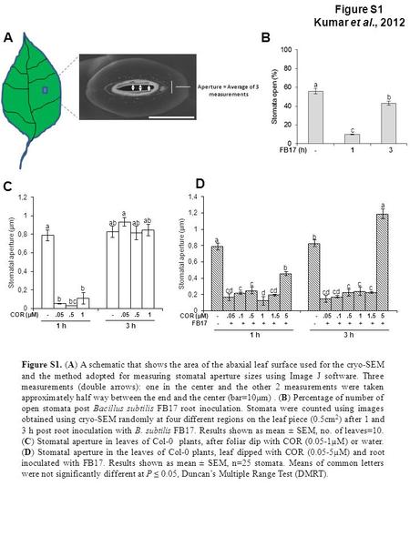 A a b b c c c cd c c d D A Figure S1. (A) A schematic that shows the area of the abaxial leaf surface used for the cryo-SEM and the method adopted for.