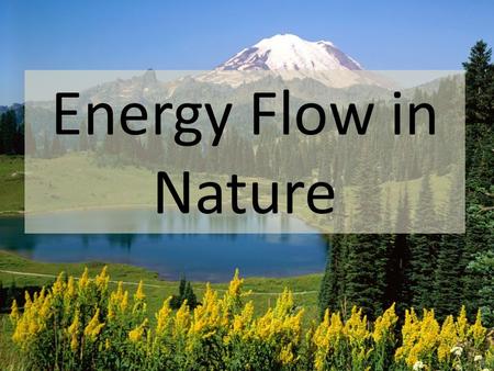 Energy Flow in Nature. All organisms need energy to live. Organisms can be divided into three main groups – producers, consumers, and decomposers – based.