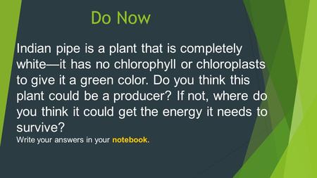 Do Now Indian pipe is a plant that is completely white—it has no chlorophyll or chloroplasts to give it a green color. Do you think this plant could be.