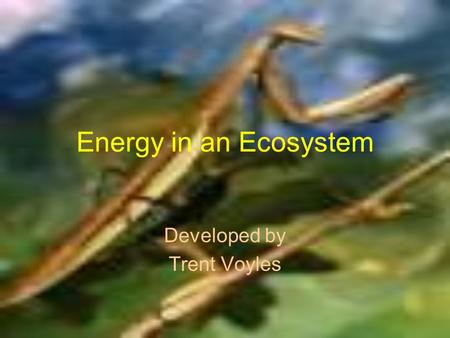 Energy in an Ecosystem Developed by Trent Voyles.