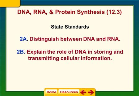 DNA, RNA, & Protein Synthesis (12.3) State Standards 2A. Distinguish between DNA and RNA. 2B. Explain the role of DNA in storing and transmitting cellular.