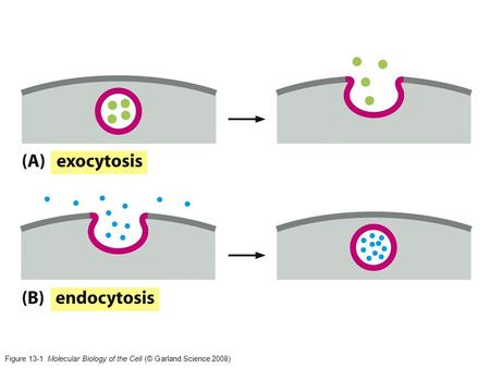 Figure Molecular Biology of the Cell (© Garland Science 2008)