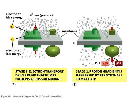 Figure 14-1 Molecular Biology of the Cell (© Garland Science 2008)