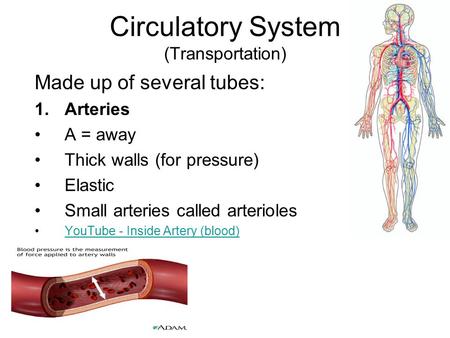 Circulatory System (Transportation) Made up of several tubes: 1.Arteries A = away Thick walls (for pressure) Elastic Small arteries called arterioles YouTube.