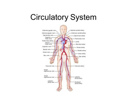 Circulatory System.