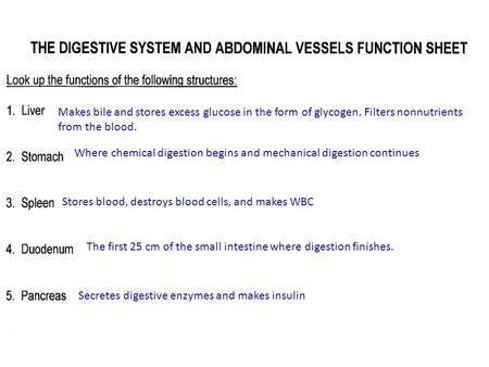 Makes bile and stores excess glucose in the form of glycogen. Filters nonnutrients from the blood. Where chemical digestion begins and mechanical digestion.