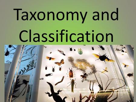 Taxonomy and Classification. I. Why Classify? A.1.8 million species identified B.Current estimation: 9 million undiscovered species. 1.) 6.5 million on.