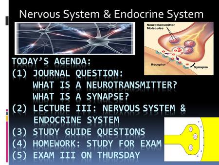 Nervous System & Endocrine System. The Lobes of Your Brain.