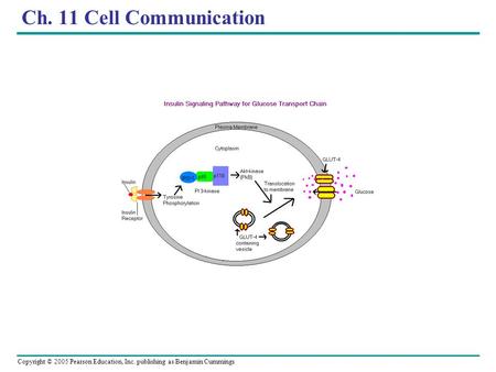 Copyright © 2005 Pearson Education, Inc. publishing as Benjamin Cummings Ch. 11 Cell Communication.