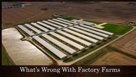 What’s Wrong With Factory Farms