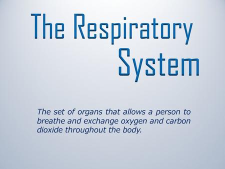 The set of organs that allows a person to breathe and exchange oxygen and carbon dioxide throughout the body.