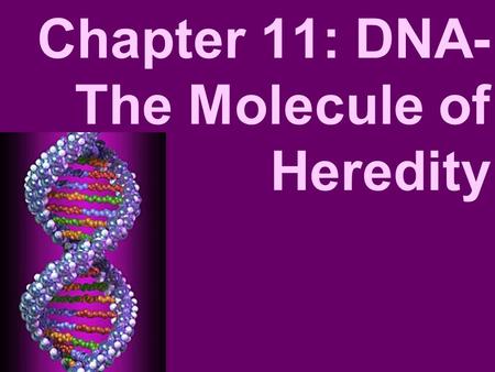 Chapter 11: DNA- The Molecule of Heredity. History of DNA 1952: Hershey and Chase –Did experiments using radioactive viruses to infect bacteria –Discovered.