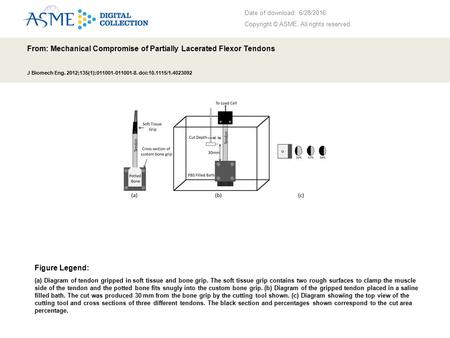 Date of download: 6/28/2016 Copyright © ASME. All rights reserved. From: Mechanical Compromise of Partially Lacerated Flexor Tendons J Biomech Eng. 2012;135(1):011001-011001-8.