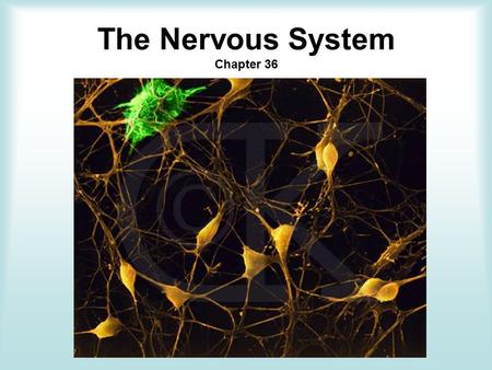 The Nervous System Chapter 36. Objectives Analyze how nerve impulses travel within the nervous system. Recognize the functions of the major parts of the.