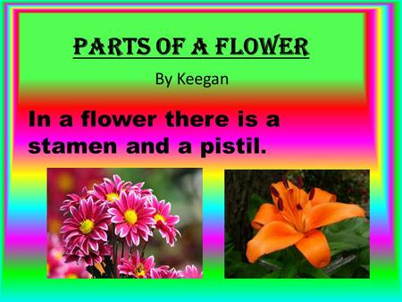 Parts Of a Flower In a flower there is a stamen and a pistil. By Keegan.