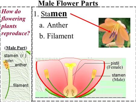 Male Flower Parts 1. Stamen Anther Filament