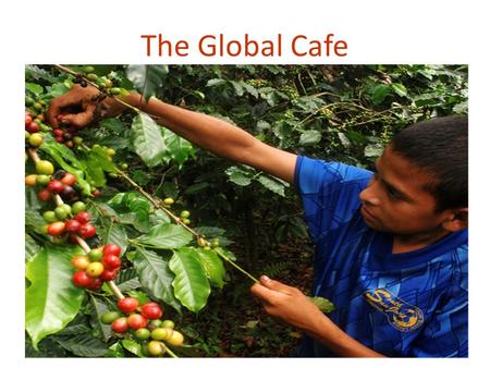 The Global Cafe. There are 2 main types of coffee beans grown globally, Arabica and Robusta In the twelve months ending July 2012, exports of Arabica.