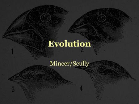 Evolution Mincer/Scully. Evolution Evolution-The process by which species change over time, or become extinct. Species-All the organisms that can interbreed.