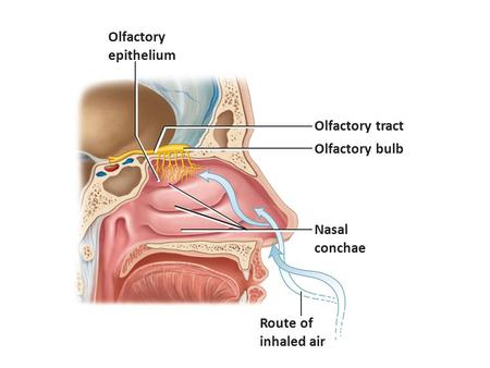 . Olfactory epithelium Olfactory tract Olfactory bulb Nasal conchae