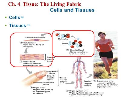 Cells and Tissues  Cells =  Tissues = Ch. 4 Tissue: The Living Fabric.