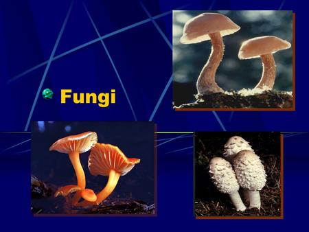 Fungi. Fungi Basics Eukaryotic, Nonphotosynthetic Organisms Most are Multicellular Heterotrophs. Have nuclei and mitochondria Many fungi are microscopic.