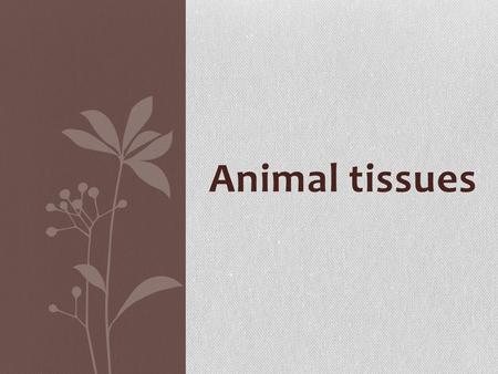 Animal tissues. Histology: is the science that study animal tissues.