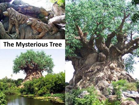 The Mysterious Tree http://www.junkmails.org/mysterious-tree-in-hunan/20/ http://www.hoax-slayer.com/mysterious-tree.shtml.