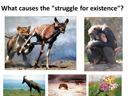 What causes the struggle for existence? Which animal has INCREASED fitness? Living in a dry, wooded area in the fall season….. Living in north Canada…in.