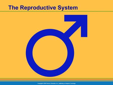 Copyright © 2009 Pearson Education, Inc., publishing as Benjamin Cummings The Reproductive System.