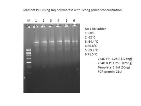 M 1 2 3 4 5 6 Gradient PCR using Taq polymerase with 125ng primer concentration M: 1 kb ladder 1: 60°C 2: 62°C 3: 64.4°C 4:66.8°C 5: 69.2°C 6:71.5°C 284D.