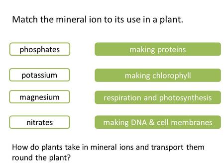 Match the mineral ion to its use in a plant.