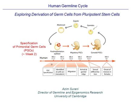 Exploring Derivation of Germ Cells from Pluripotent Stem Cells