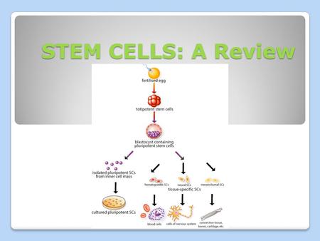 STEM CELLS: A Review.